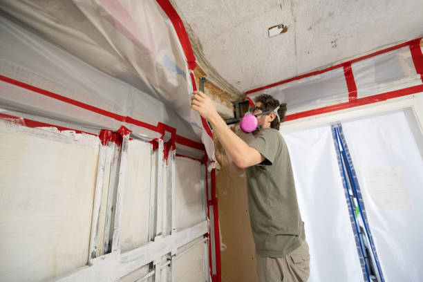 Trusted East Freehold, NJ Mold Removal Experts