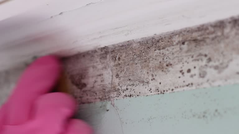 Best Emergency Mold Remediation  in East Freehold, NJ